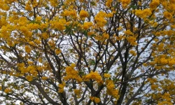 A close view of a cortez tree in full blossom