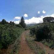 coffee farm road