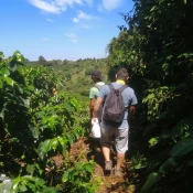 trail in a coffee farm