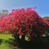 Bougainvillea spectabilis tree