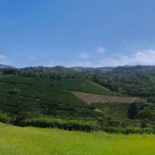 view of two mountains and a coffee farm
